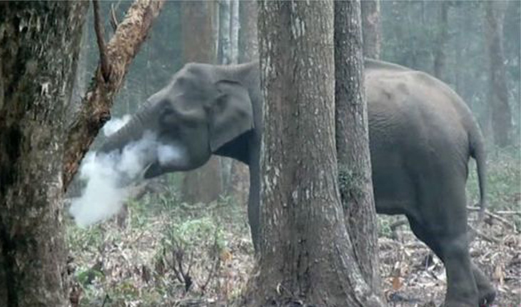 ভারতে ‘ধূমপায়ী’ এক বন্য হাতিকে ঘিরে বিজ