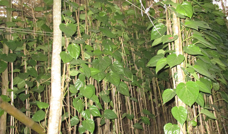 ঝিনাইদহের কলা আর পান দেশের চাহিদা মিটিয়ে