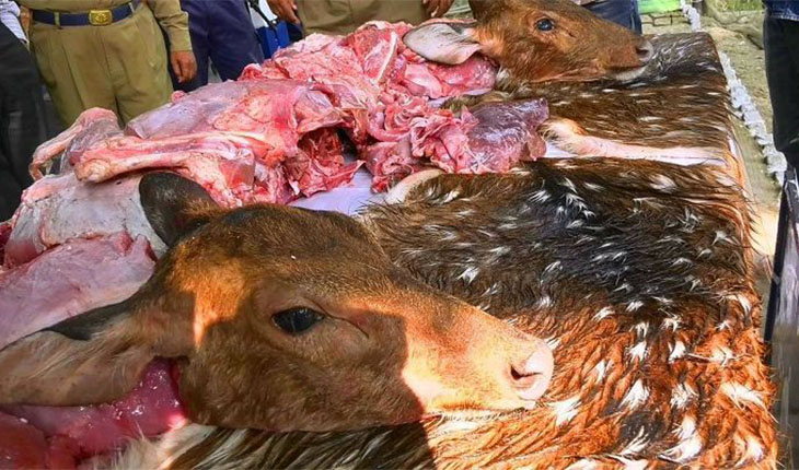 সুন্দরবনে শিকারি চক্র বেপরোয়া:উজাড় হচ্ছে মায়াবী চিত্রল হরিণ  সুন্দরবনে শিকারি চক্র বেপরোয়া:উজাড় হচ্ছ