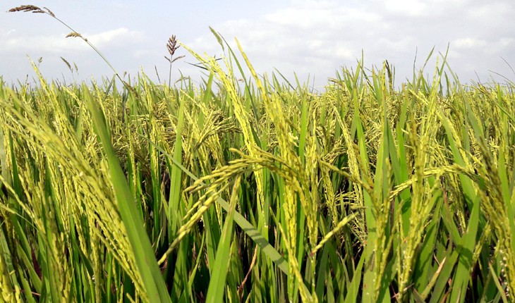 নাগরপুরে বোরো ধানের বাম্পার ফলনের সম্ভাবনা নাগরপুরে বোরো ধানের বাম্পার ফলনের সম্ভাব
