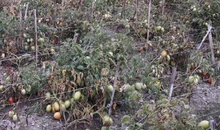 ঘূর্ণিঝড়ে টমেটো চাষিদের সাড়ে ৬ কোটি টাকা