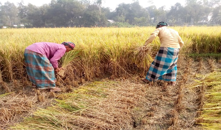 আমন ধানের ভালো ফলনের আশা কালিহাতীর কৃষকদের আমন ধানের ভালো ফলনের আশা কালিহাতীর কৃষকদ