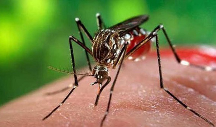 ডেঙ্গু - প্রতিরোধই সর্বোত্তম উপায়