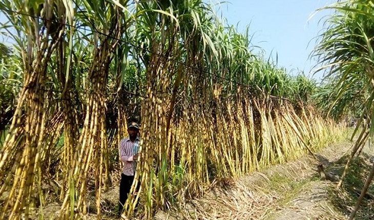 ভোলায় আখের ফলন ভাল, দাম কম