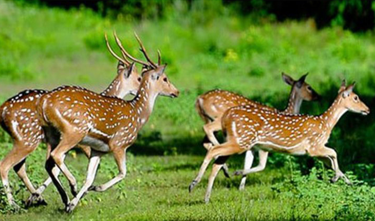 করোনার মধ্যেও সুন্দরবনে শিকারিরা সক্রিয়