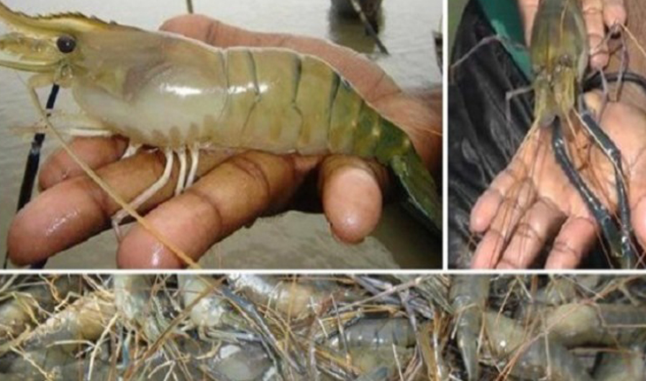২০ কোটি টাকা প্রতিদিন চিংড়ি মাছ বিক্রি হ