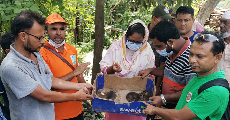 নাটোরের সিংড়ায় মেছো বাঘের তিনটি ছানা উদ্