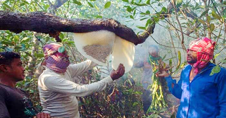 সুন্দরবনে মধু আহরণ মৌসুম শুরু,লক্ষ্যমাত্
