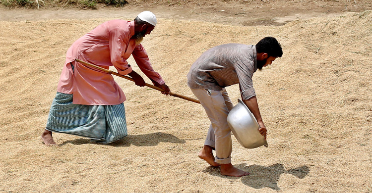 ৪০ টাকায় সেদ্ধ, ৩৯ টাকায় আতপ চাল কিনবে সরকার ৪০ টাকায় সেদ্ধ, ৩৯ টাকায় আতপ চাল কিনবে স