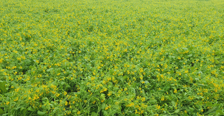 টাঙ্গাইলে বৃষ্টিতে সরিষা নষ্ট হওয়ার আশঙ্কা টাঙ্গাইলে বৃষ্টিতে সরিষা নষ্ট হওয়ার আশঙ্