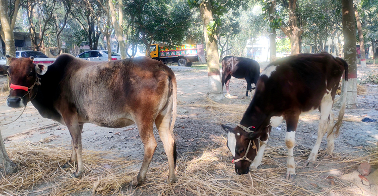 ভূঞাপুরে ট্রাকসহ চোরাই ৬ গরু উদ্ধার, আটক