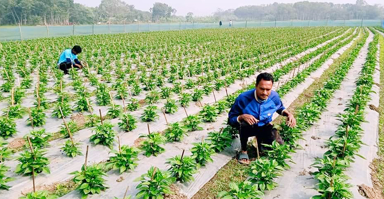 ক্যাপসিকাম চাষে ব্যাপক সাফল্য দেখছে কৃষক