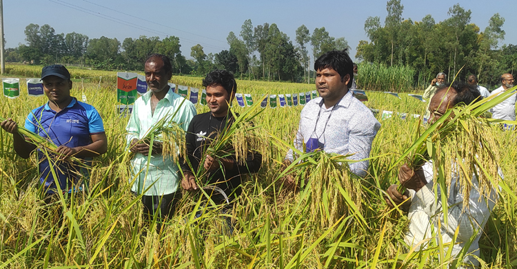 দেলদুয়ারে কৃষক মাঠ দিবস ও শষ্য কর্তন অনু