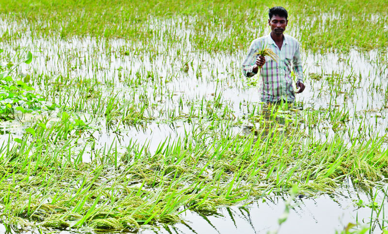উজানের ঢলে নদীর পানি বৃদ্ধি, ক্ষতির আশঙ্কায় ধান কাটছেন কৃষক উজানের ঢলে নদীর পানি বৃদ্ধি, ক্ষতির আশঙ্