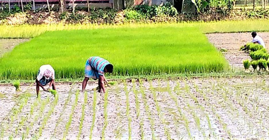 টাঙ্গাইলে কৃষিতে খরচ বাড়ায় দুচিন্তায় কৃষ