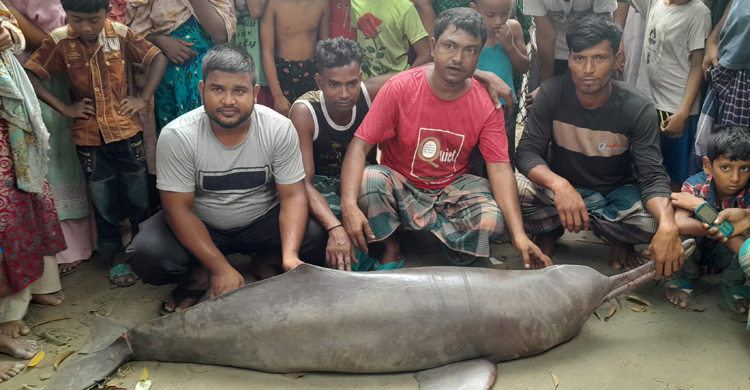  বরশিতে ধরা পড়ল ১’শ কেজি ওজনের সামদ্রিক