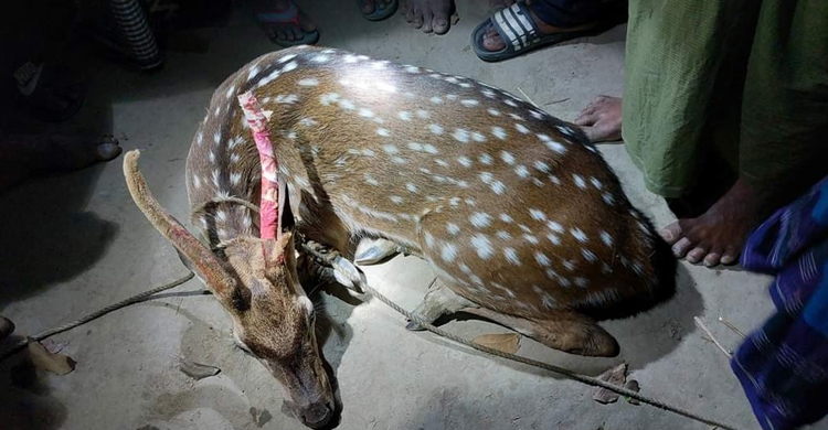 মির্জাপুরে একটি বিরল প্রজাতির চিত্রা হরিণ উদ্ধার মির্জাপুরে একটি বিরল প্রজাতির চিত্রা হরি