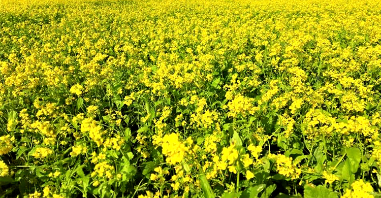 টাঙ্গাইলের গ্রামীণ অর্থনীতিতে সরিষার  ব্