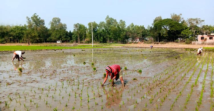 ধনবাড়ীতে সবজি শেষে বোরো ধানের জমি তৈরীতে ব্যস্ত কৃষকরা ধনবাড়ীতে সবজি শেষে বোরো ধানের জমি তৈরীতে