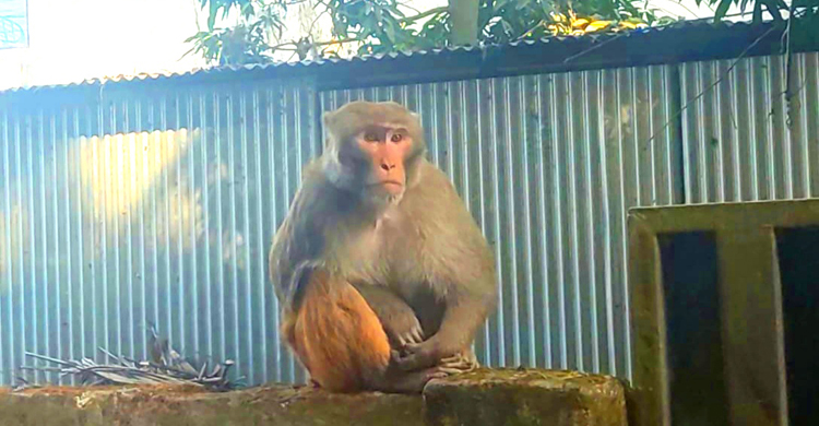 খাবারের সন্ধানে লোকালয়ে ক্ষুধার্ত বানর! খাবারের সন্ধানে লোকালয়ে ক্ষুধার্ত বানর!