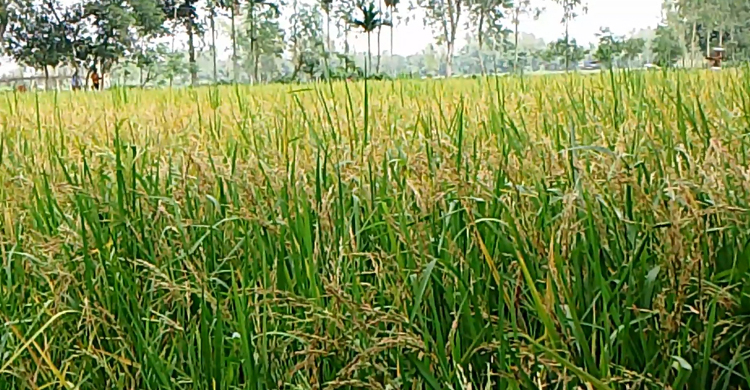 সাঁড়া ফেলেছে ডা.শফিকুল এর আউশের মৌসুমে ব