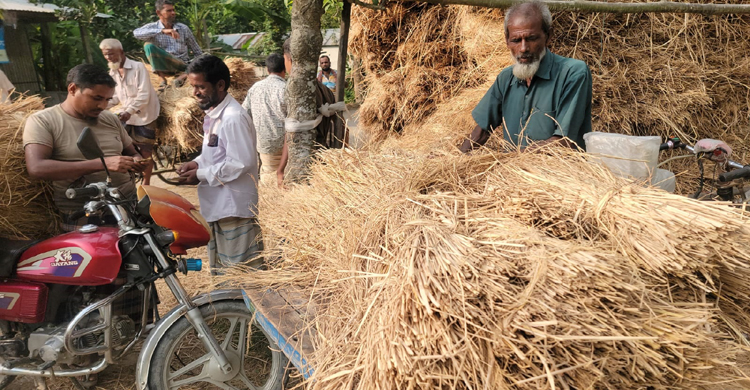 গোপালপুরে ধানের চেয়ে খড়ের দাম বেশ